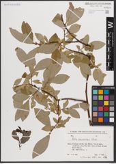 Foto von Salix caucasica Andersson